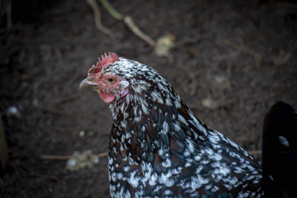 A Speckled Sussex hen with white, brown, and electric blue-accented feathers gives a curious, sideways glance at the camera.
