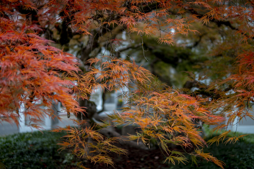 Fiery, cascading leaves on a Japanese Maple tree obscure the twisting scaffolding underneath.